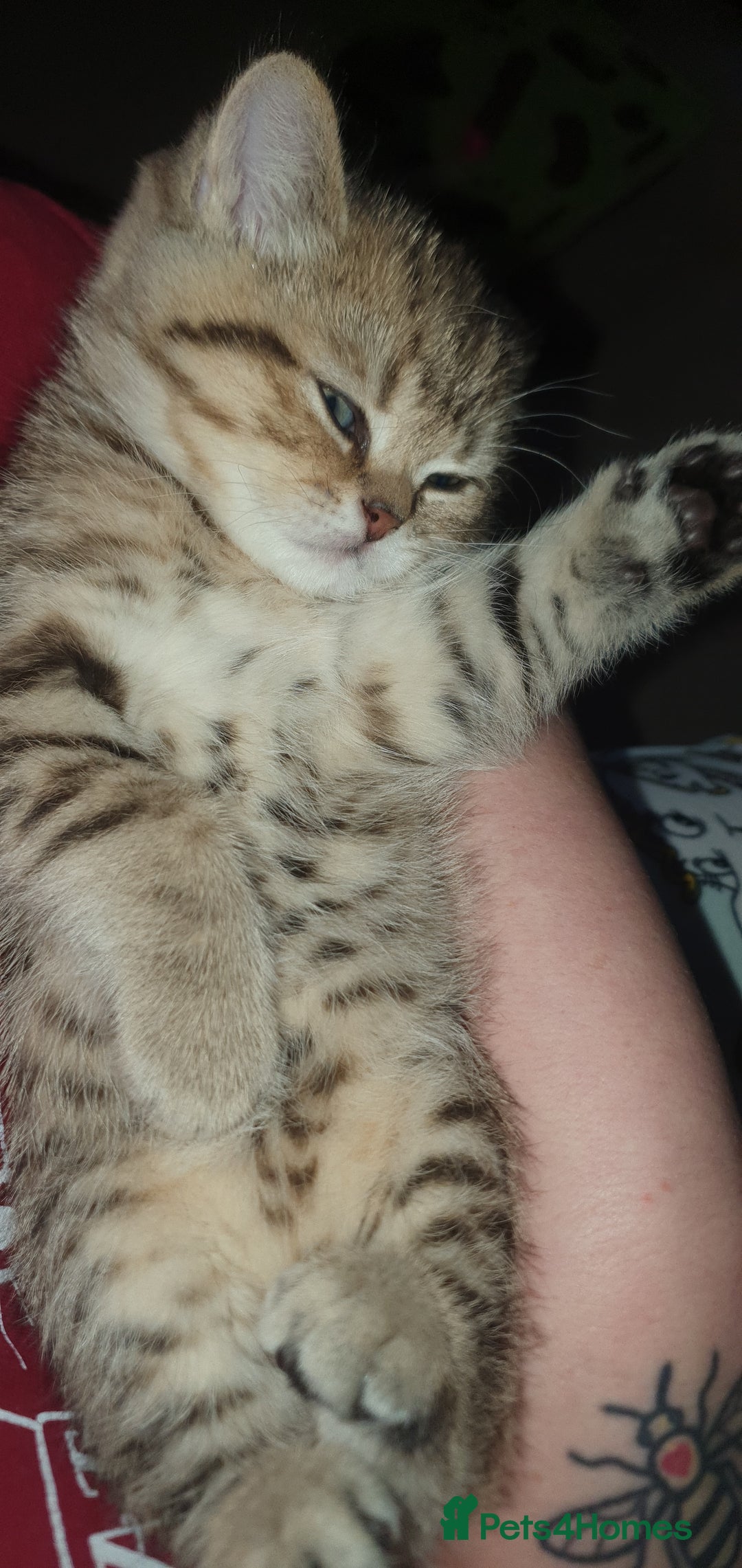 British Shorthair cats for sale: British Shorthair Black and Brown Golden Tabby ✨️  - Advert 5