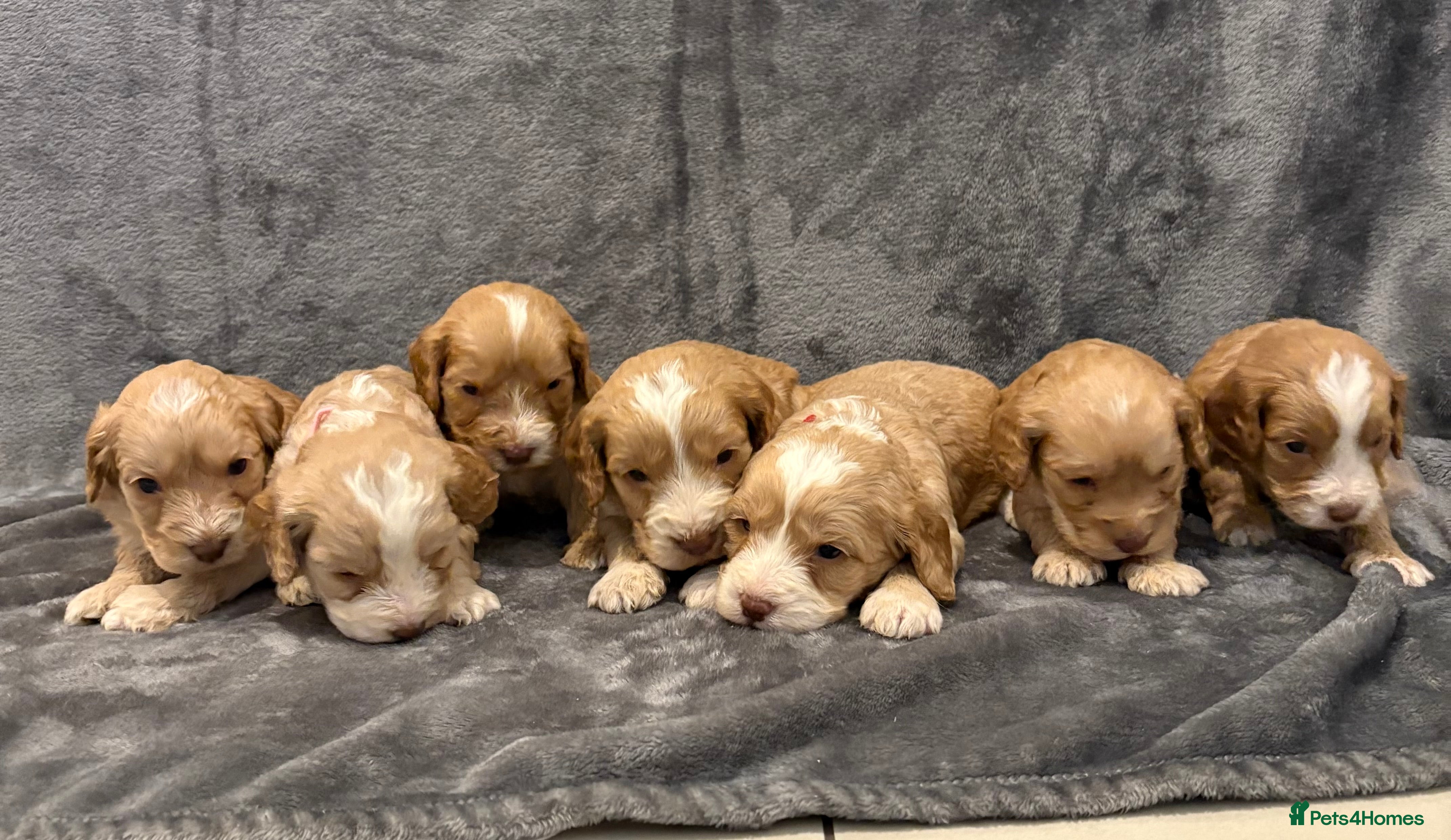 Cockapoo dogs Cockerpoo puppies from health tested parents.  - Advert 4