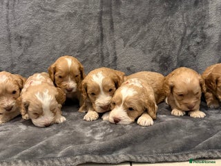 Cockapoo dogs Cockerpoo puppies from health tested parents. - Advert 5