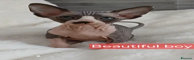 Sphynx Kitten 7