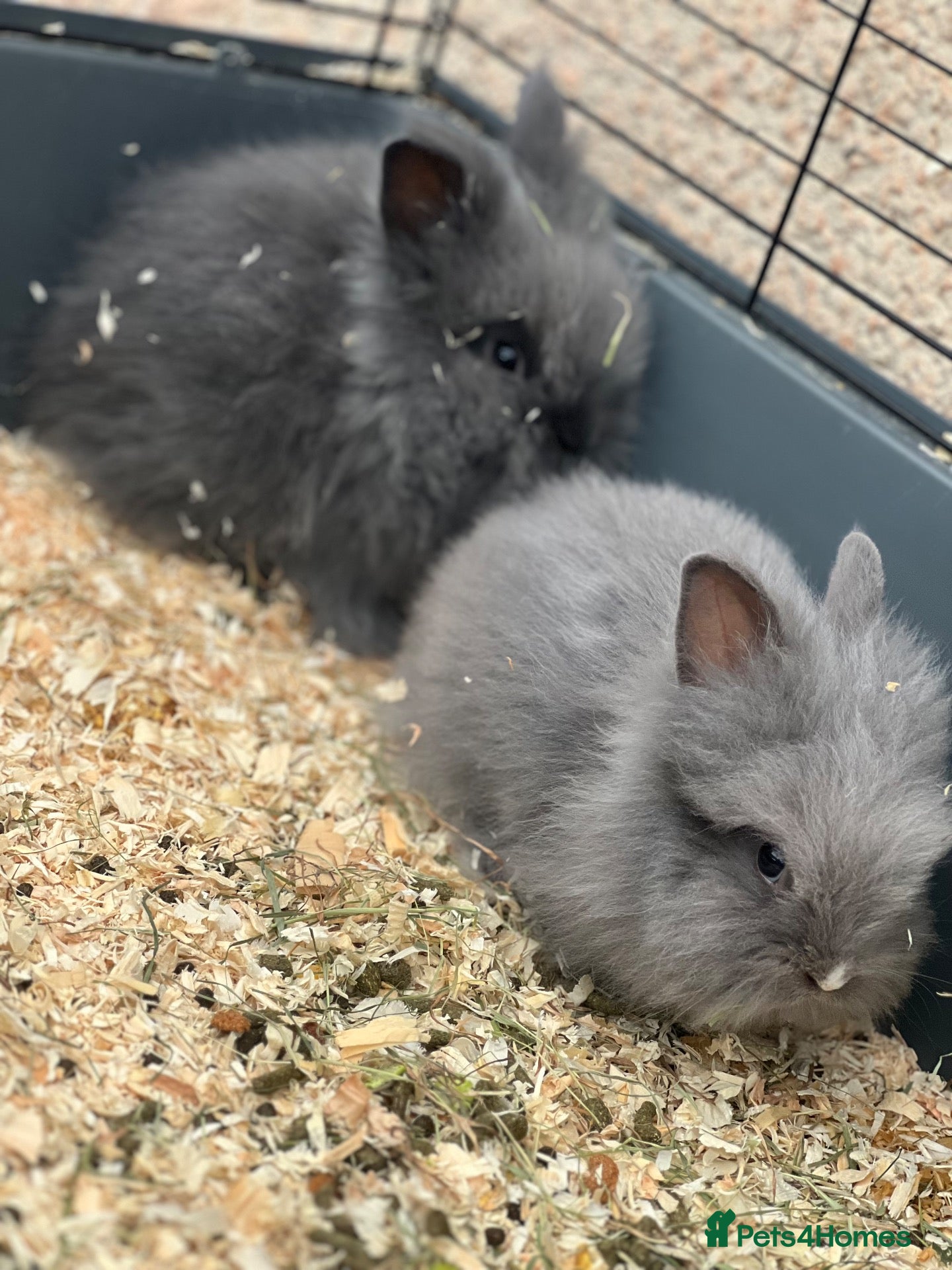 Lionhead rabbits Beautiful Double Lionhead Baby Rabbits  - Advert 1