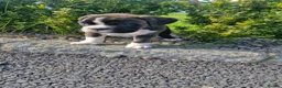 Boxer dogs for sale: Pedigree Boxer pups in Armagh - Advert 16