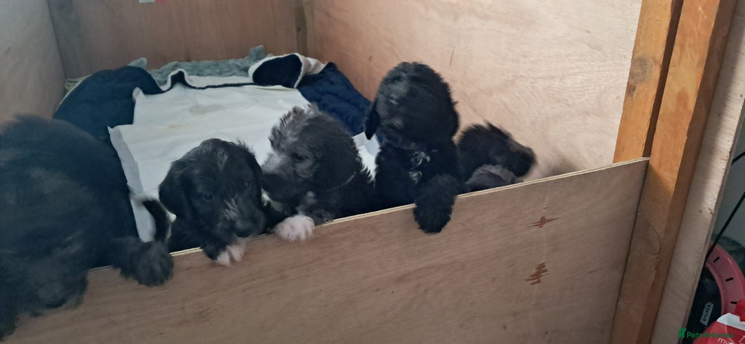 Mixed Breed dogs for sale: 3 boys  - Image 4