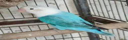 Lovebirds birds for sale: Lovebirds dna'd fischers lovebirds  - Advert 1