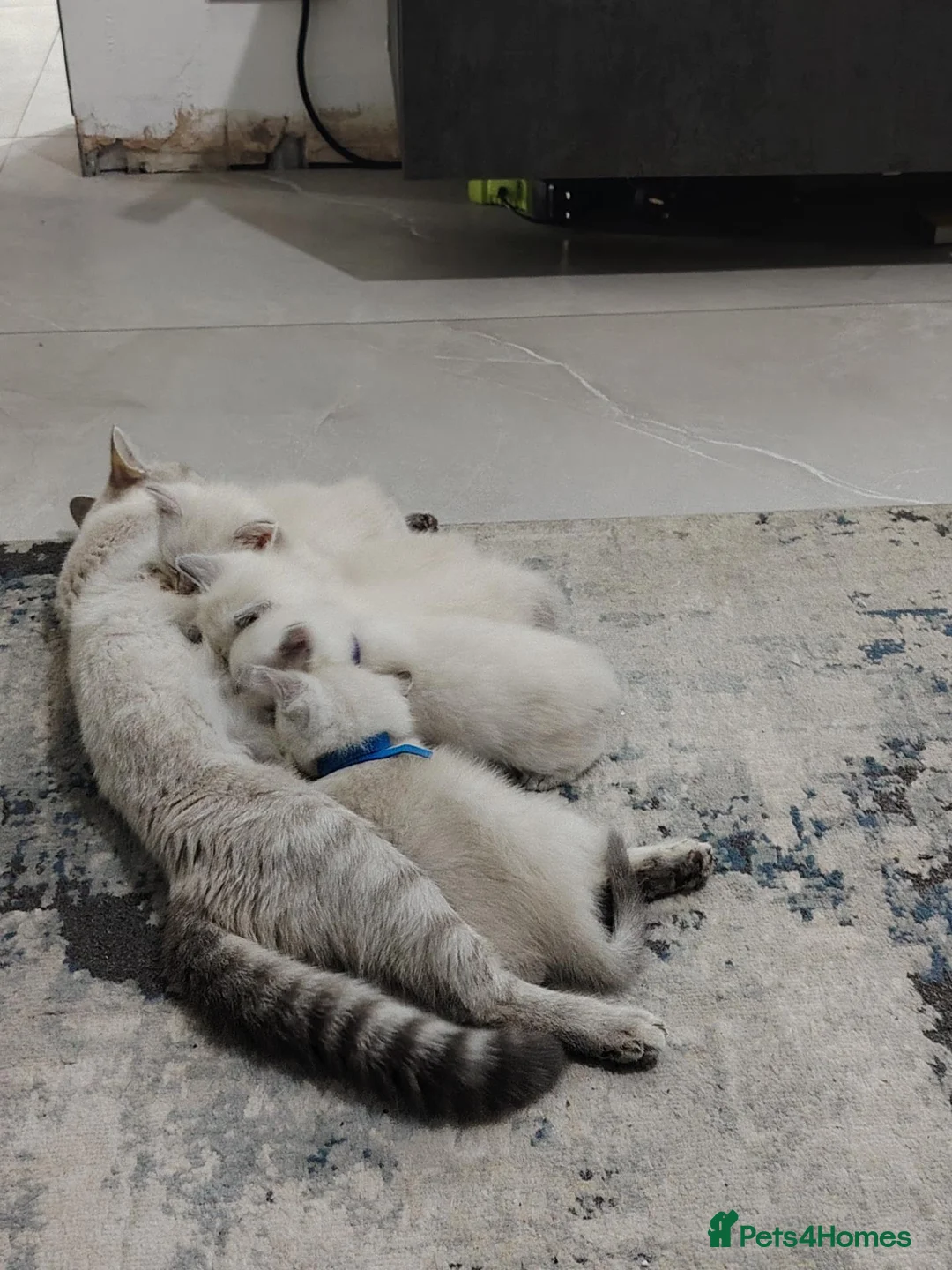 Mixed Breed cats for sale: Blue point lynx Ragdoll x British Short haired  in Leicester - Advert 4