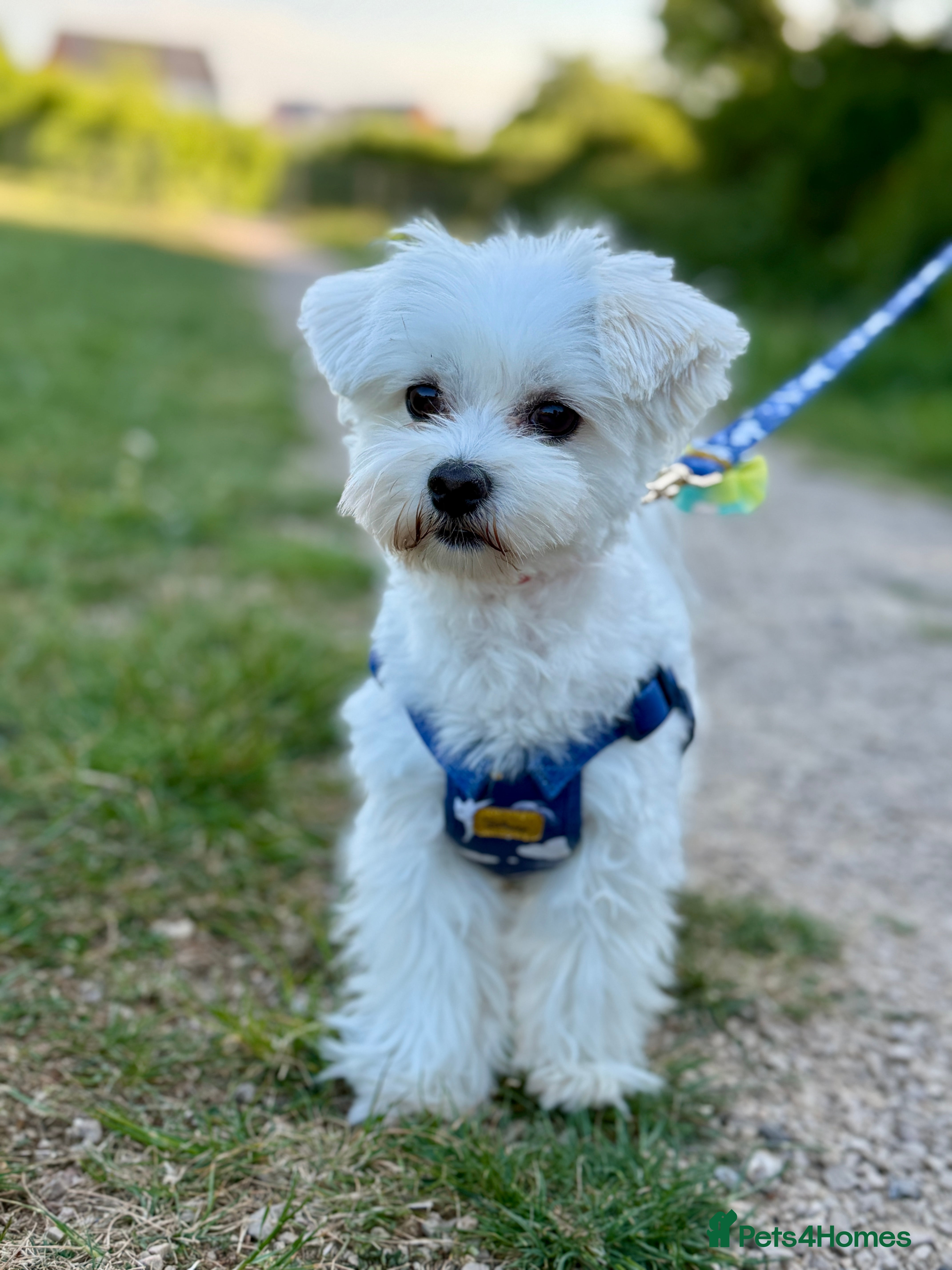 Maltese dogs Amazing  Teddy 😍 Purebred Maltese boy for stud 🥰 in Wokingham - Advert 10