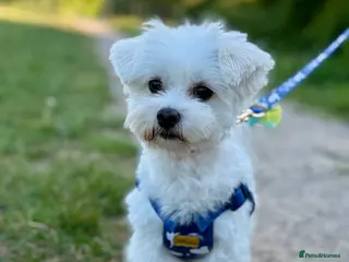 Maltese dogs Amazing Teddy 😍 Purebred Maltese boy for stud 🥰 in Wokingham - Advert 17