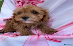 Cavapoo dogs for sale: 🐾💕💙STUNNING F1 CAVAPOOS 💙💕🐾 - Image 27