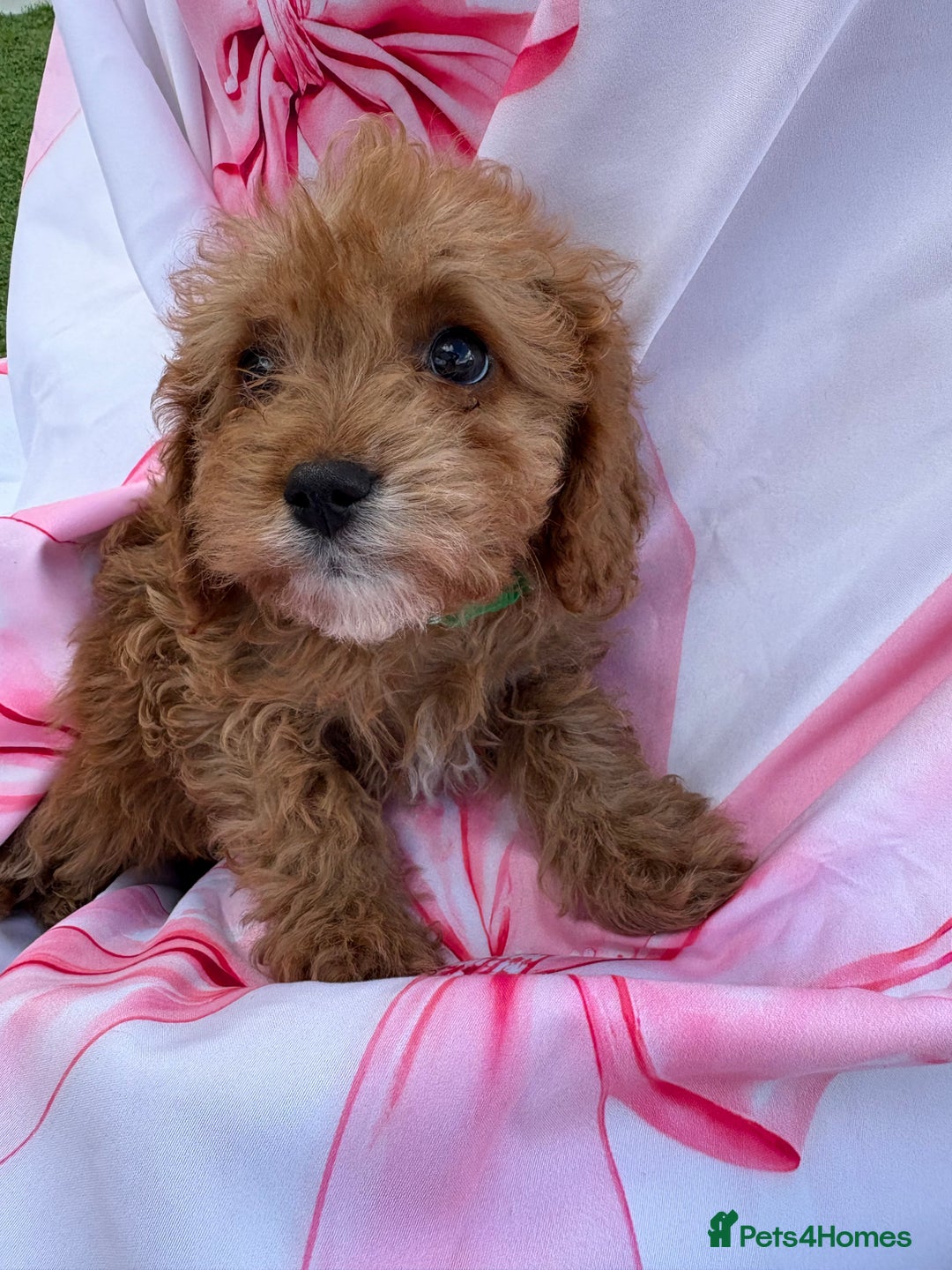 Cavapoo dogs for sale: 🐾💕💙STUNNING F1 CAVAPOOS 💙💕🐾 - Image 27