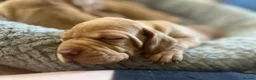 Hungarian Vizsla dogs for sale: Crufts Best in Show & Elite working Bloodlines - Advert 27
