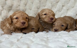 Cockapoo dogs for sale: ⭐️cockerpoo puppies⭐️ - Image 3