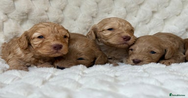 Cockapoo dogs - Advert 8