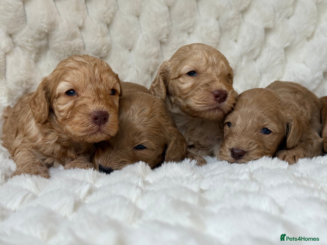 Cockapoo dogs for sale: ⭐️cockerpoo puppies⭐️ - Image 3