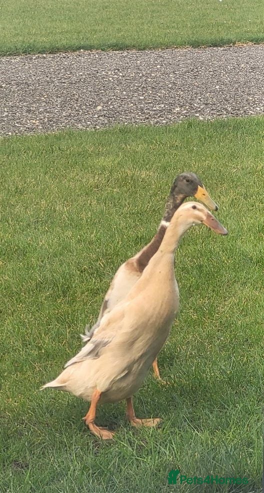 Ducks poultry Female Indian Runner Ducks 10+ Week Old Teenagers - Advert 1