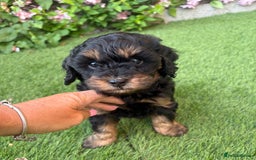 Cavapoo dogs for sale: REDUCED! 1 gorgeous little boy left and ready! in Grays - Image 2