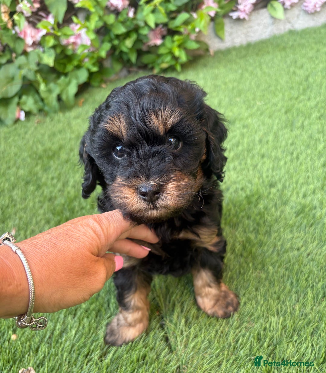 Cavapoo dogs for sale: REDUCED! 1 gorgeous little boy left and ready! in Grays - Image 2