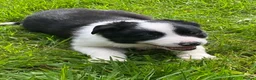 Border Collie dogs for sale: Border collie puppies - Advert 6