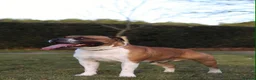 Staffordshire Bull Terrier dogs for sale: KC Staffordshire Bull Terrier in Ipswich - Advert 23