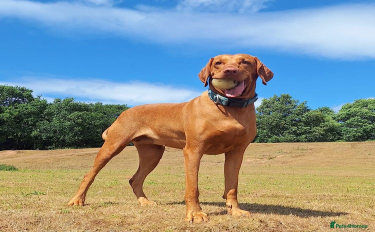 Hungarian Vizsla dogs - Advert 1