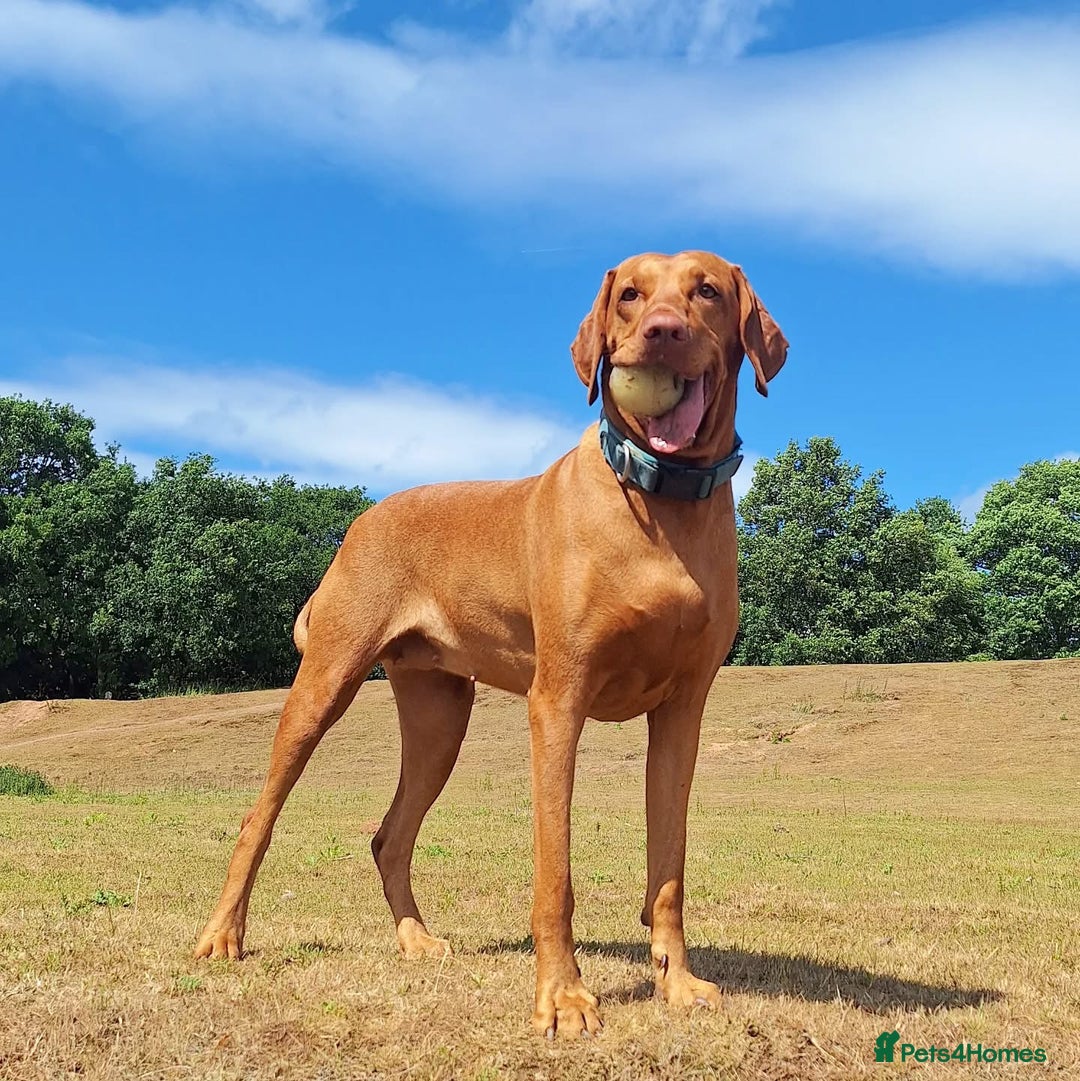 Hungarian Vizsla dogs for sale: Litter expected - Image 1