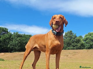 Hungarian Vizsla dogs - Advert 14