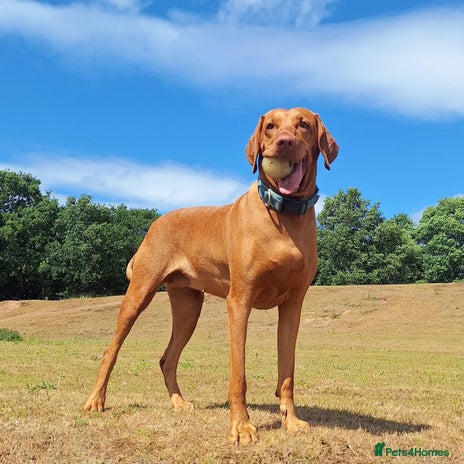 Hungarian Vizsla dogs - Advert 3