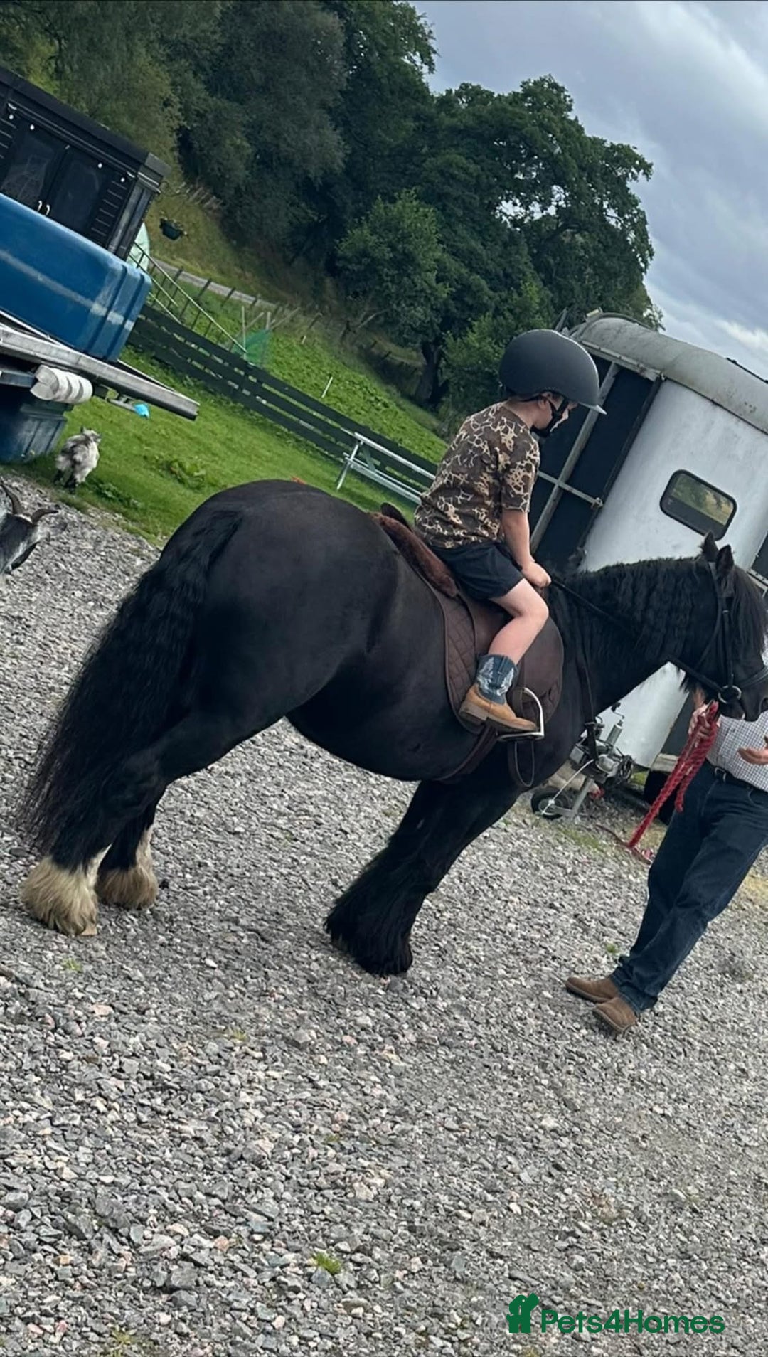 Welsh Section B horses for sale: Welsh pony for sale  - Image 6