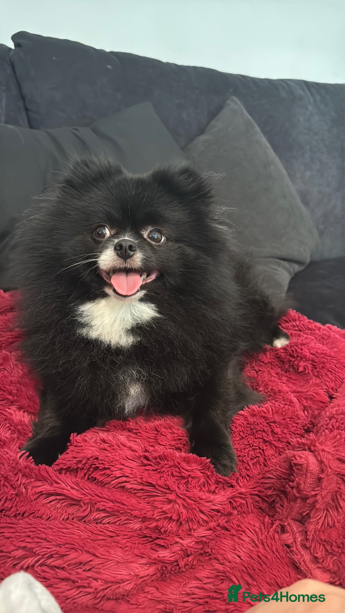 Pomeranian dogs Two year old Pomeranian in need of a new home - Advert 2
