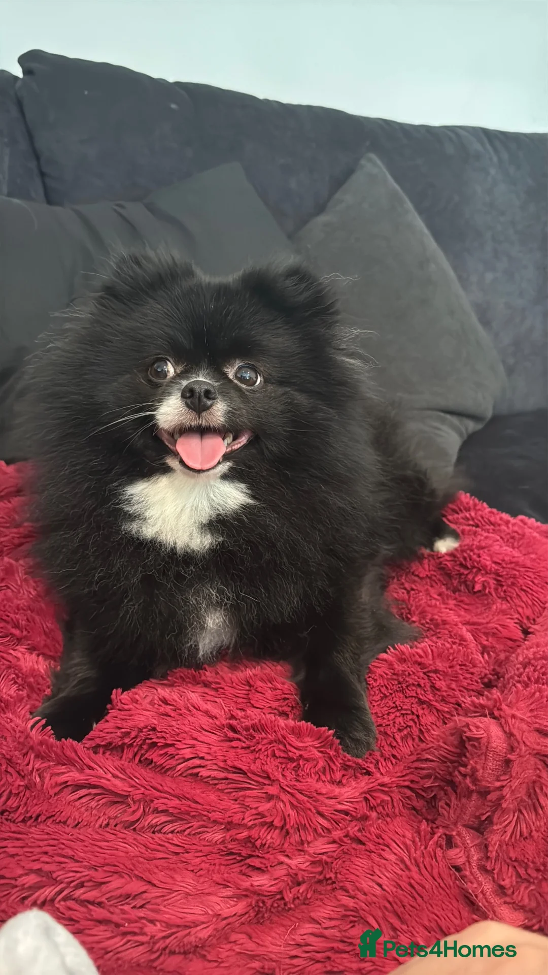 Pomeranian dogs for sale: Two year old Pomeranian in need of a new home - Advert 1