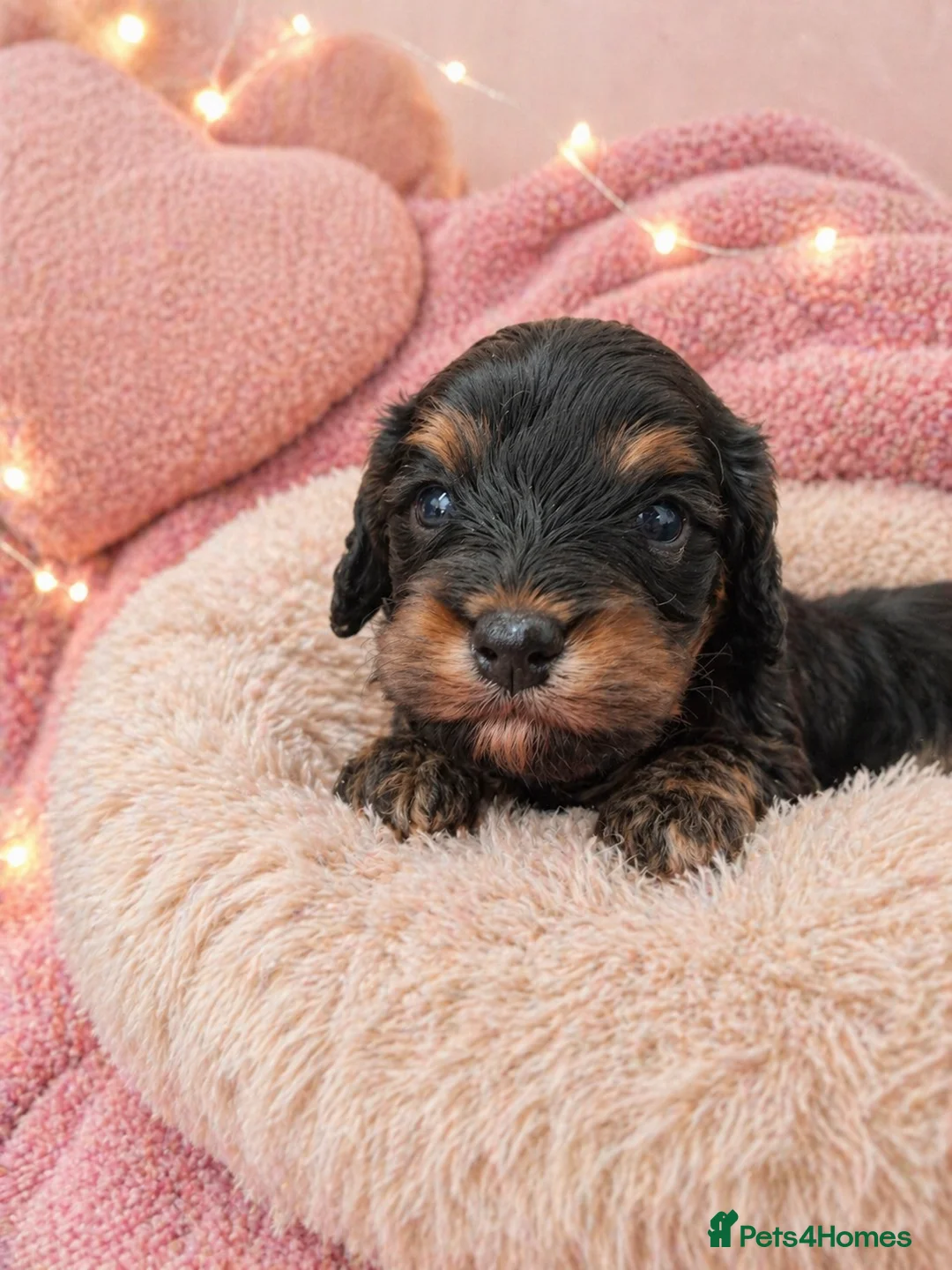Cavapoo dogs for sale: Cavapoo pups health tested parents boy & girl  - Advert 2