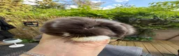 Mini Lop rabbits for sale: Stunning mini lops - Advert 4