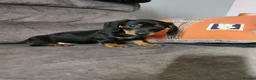 Dachshund dogs for sale: Beautiful Unusual Playful Dachshound pups  - Advert 11