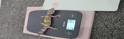 Leopard Gecko reptiles for sale: Various young leopard geckos for sale. Bolton.  - Advert 2