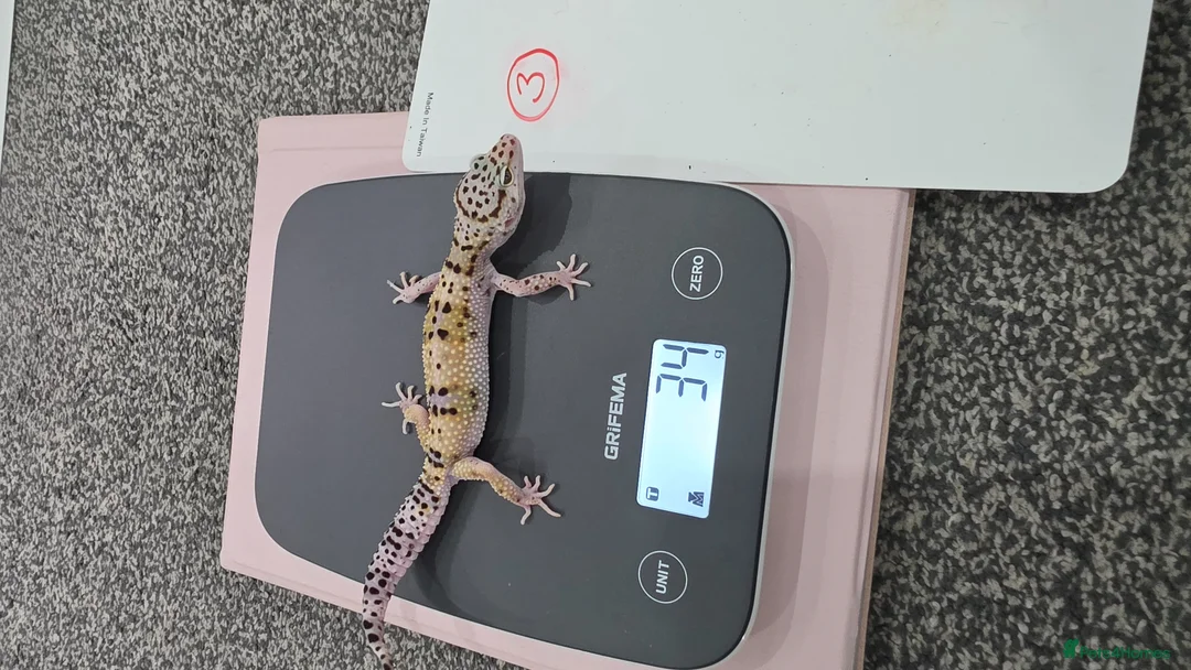 Leopard Gecko reptiles for sale: Various young leopard geckos for sale. Bolton.  - Advert 2