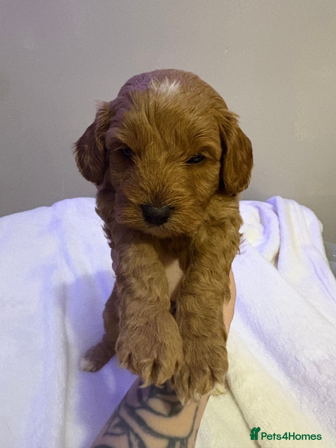Cavapoo dogs for sale: 2 beautiful cavapoo puppies for sale.  - Advert 6