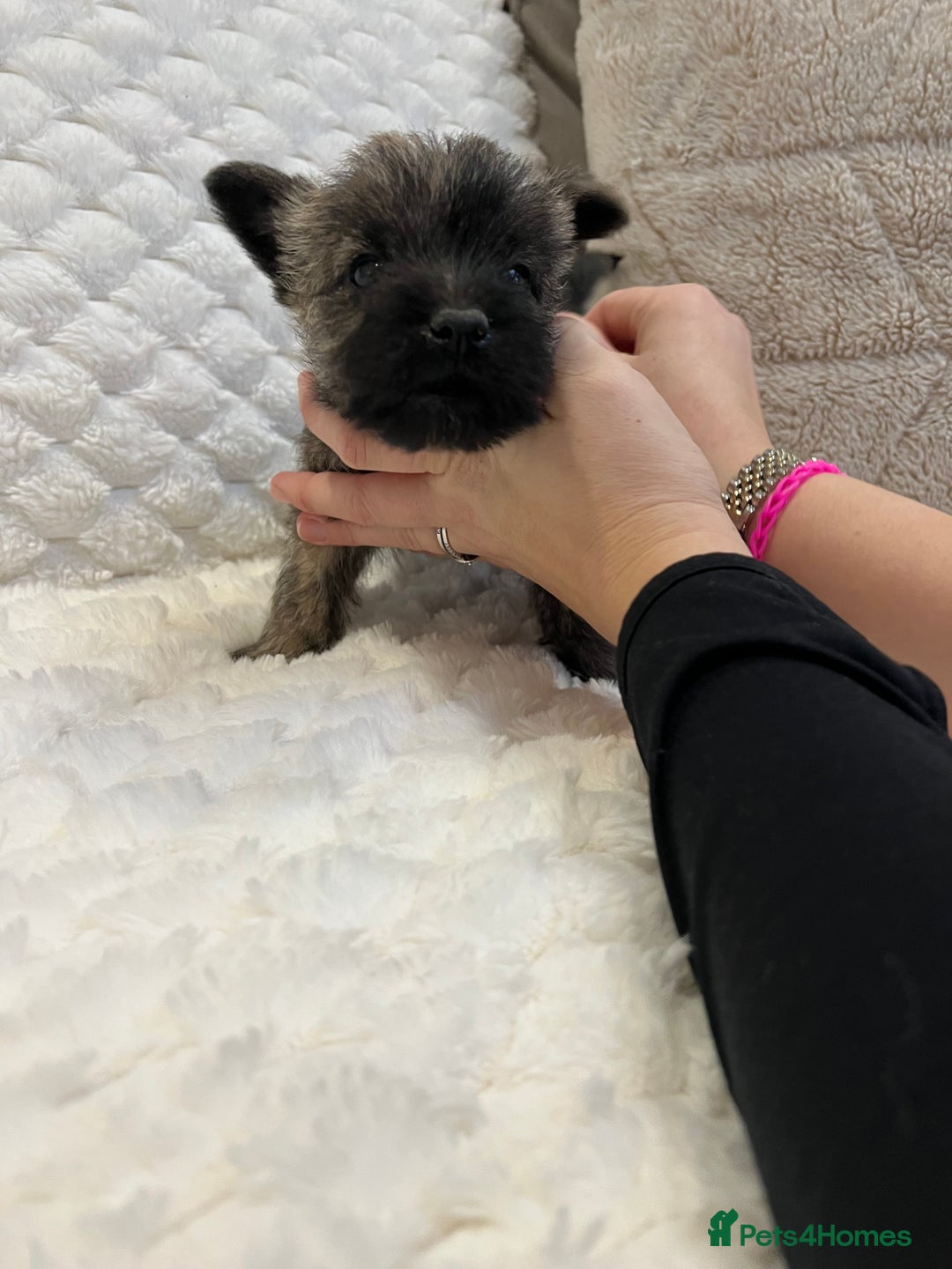 Cairn Terrier dogs for sale: Cairn terrier puppies  - Advert 8