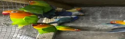 Mixed Breed birds for sale: Birds for sale *read description*  - Advert 7