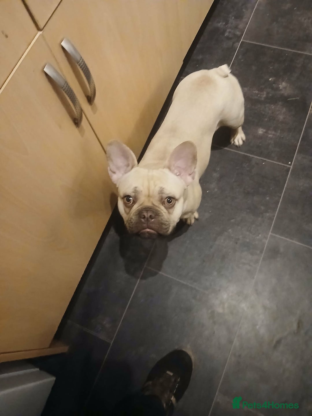 French Bulldog dogs for sale: Dior  - Advert 3