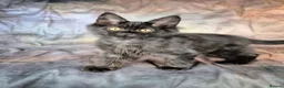Maine Coon cats for sale: Ready Now.  Tica reg Maine coon kittens  - Advert 4