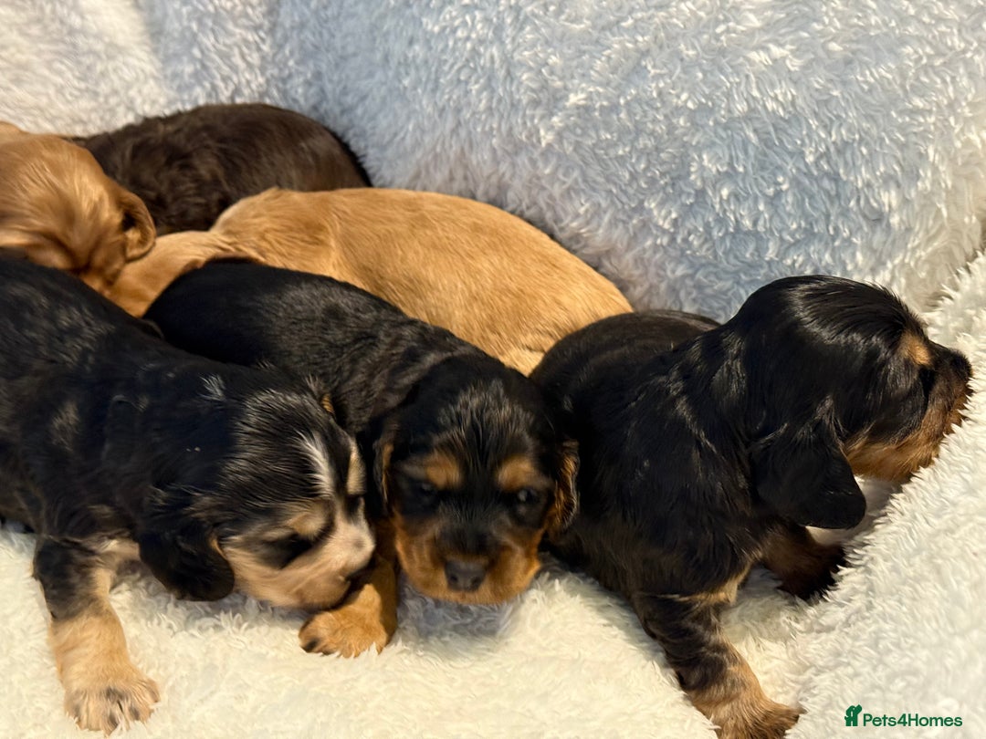 Cocker Spaniel dogs for sale: KC Show Cocker Spaniels fully health tested  - Image 6