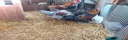Chickens poultry for sale: 4 araucana x maran cockerels  - Advert 5