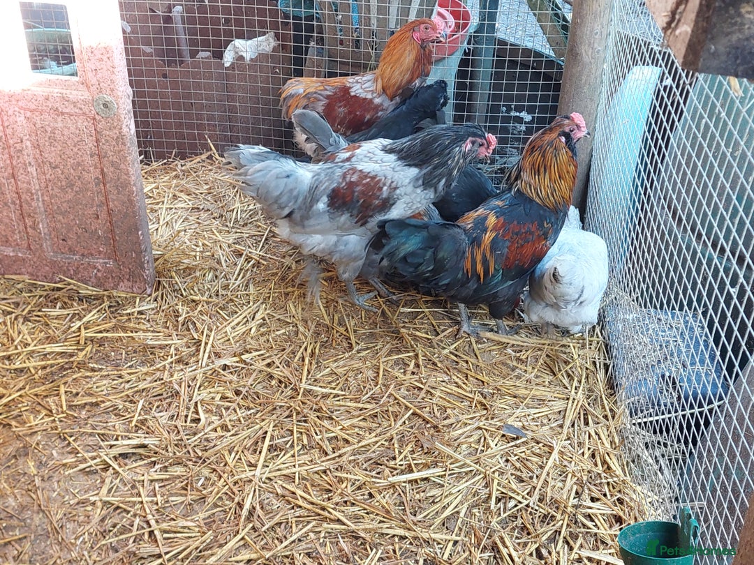 Chickens poultry for sale: 4 araucana x maran cockerels  - Advert 5
