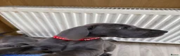 Great Dane dogs for sale: Ready to go! Blue Great Danes - 2 Girls Remaining! - Advert 16