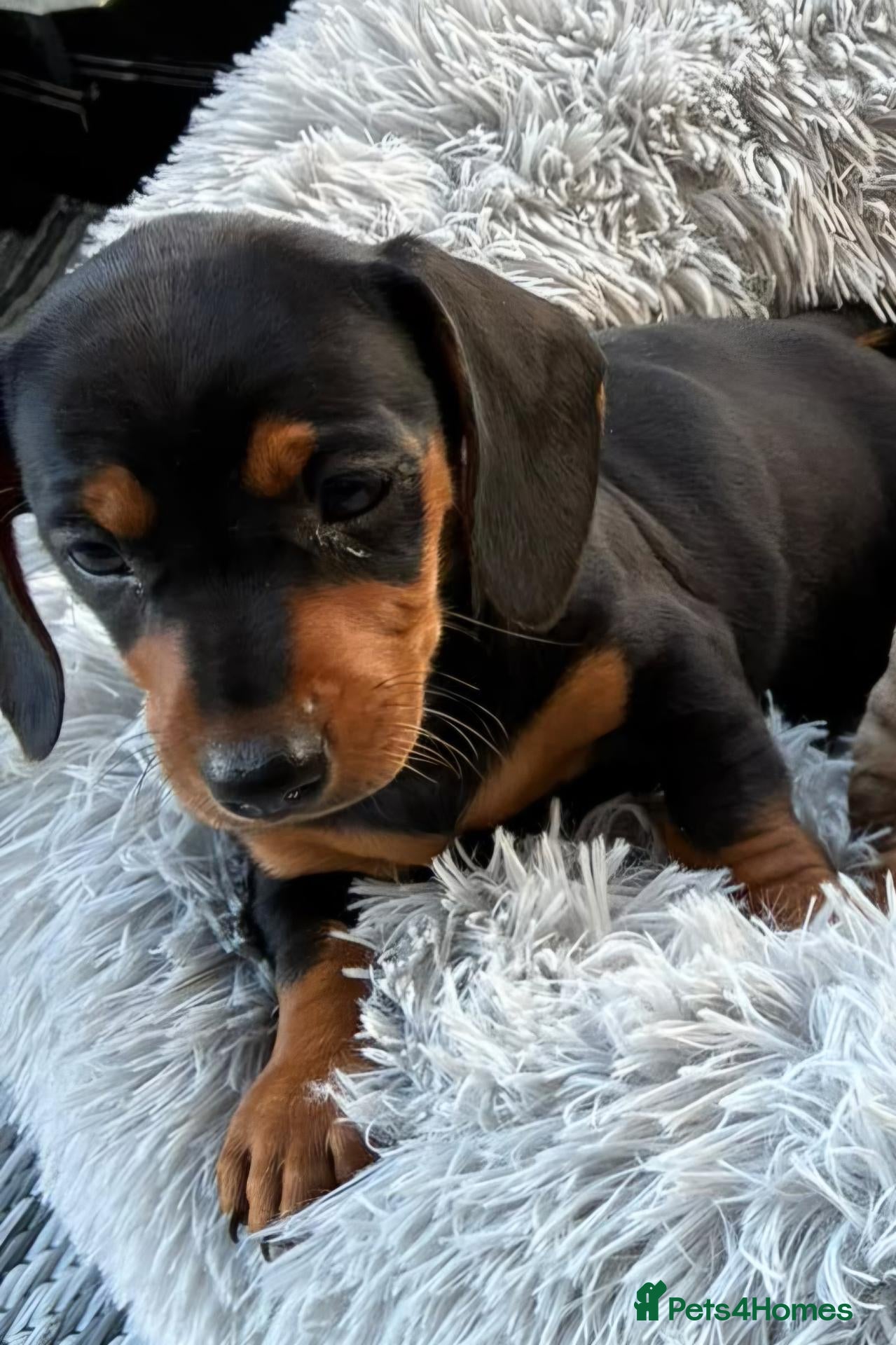 Miniature Dachshund dogs for sale: Miniature dachshund puppies - Advert 1