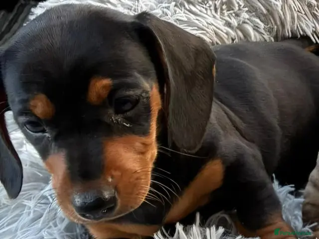 Miniature Dachshund dogs for sale: Miniature dachshund puppies - Advert 1