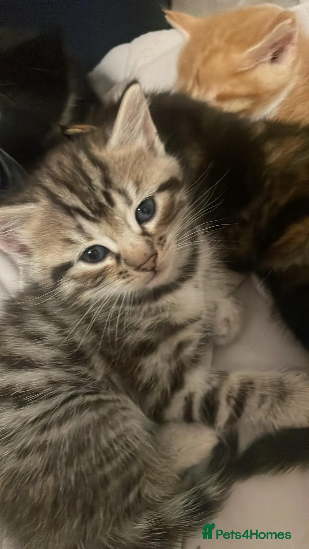 Mixed Breed cats for sale: 4 beautiful kittens  - Advert 2