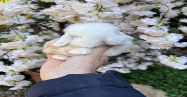 Mini Lop rabbits in Loughborough - Advert 3