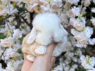 Mini Lop rabbits in Loughborough - Advert 1