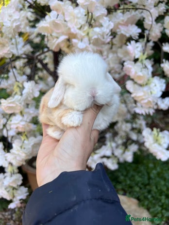 Mini Lop rabbits in Loughborough - Advert 1