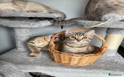 Bengal cats for sale: 2 bengal kittens left for sale to loving home - Image 3